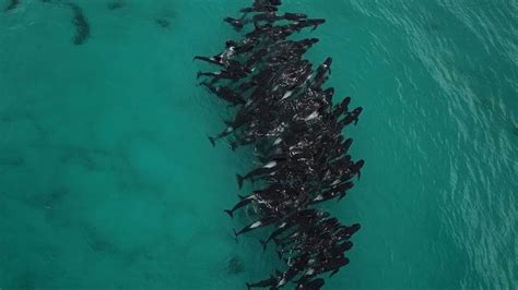 Pilot whales have gathered off Cheynes Beach. - ABC News