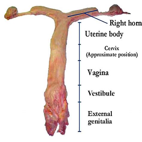 The Mare Reproductive Tract Dissected • Equine-Reproduction.com, LLC