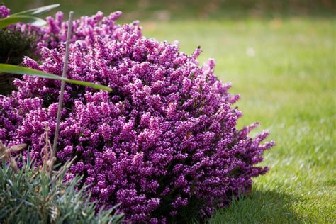 Purple Heather Flowers Free Stock Photo - Public Domain Pictures
