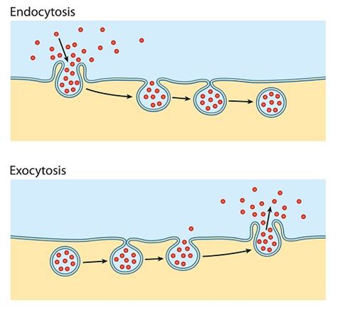 Three examples of active transport