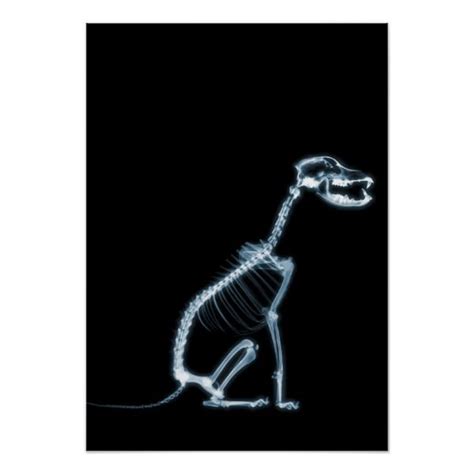 X-RAY SKELETON DOG SITTING - BLUE & BLACK POSTER | Zazzle | Dog skeleton, Dog sitting, Dogs and ...