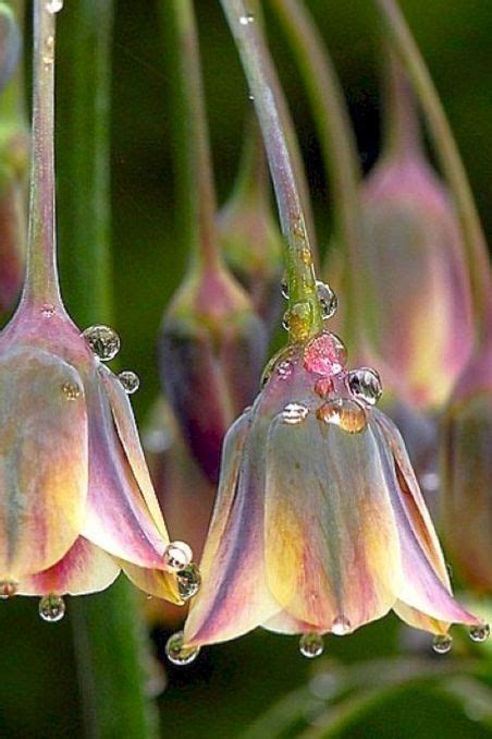 Beautiful and Unique Flower You Should Have In Your Garden 250 | Wet flowers, Flowers ...