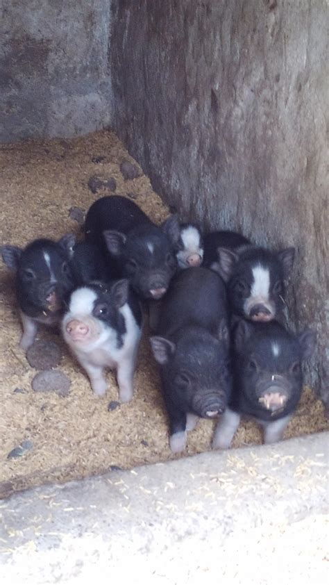 Hi guys, some idea of names for this potbelly pigs. There are 3 females ...