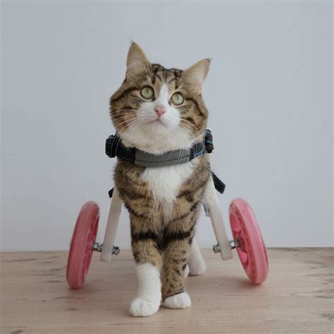 Meet Rexie, The Disabled Cat That Won't Let His Problem Stop Him From ...