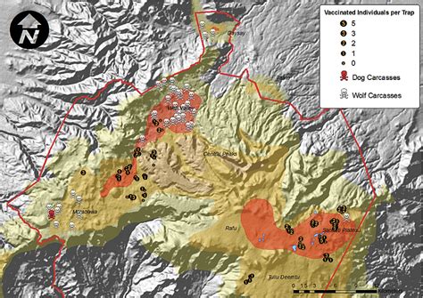 Conservation Group Seeks to Save Rare Ethiopian Wolves | ArcNews Fall ...