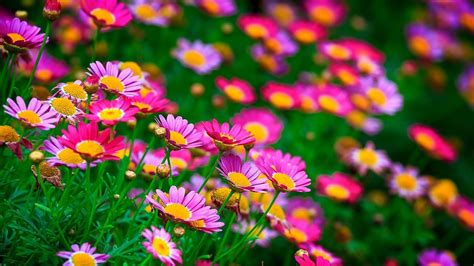 Flower Wallpaper Hd 1920x1080 - Beautiful Flowers Download