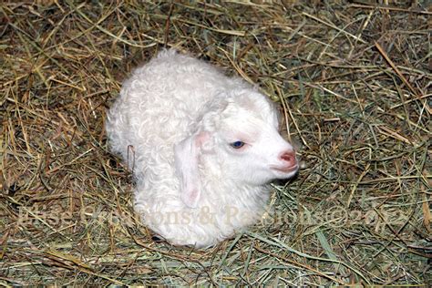 Baby Angora Goat 1 | Baby Angora Goat at Yellow Dog Farm © a… | Flickr