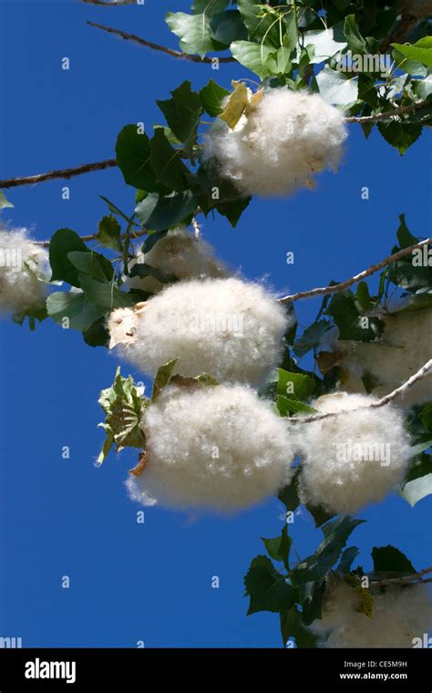 The seeds of a cottonwood poplar tree in Boise, Idaho, USA Stock Photo ...