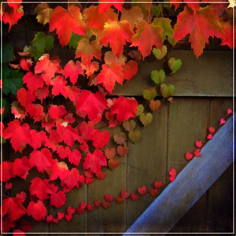 Bleak and remembered, patched with red .. October Fence | Flickr