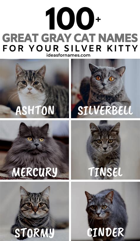Cat Breeds With Pictures And Names