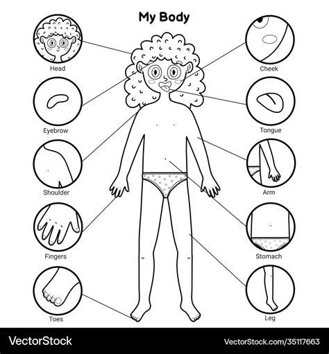 Body Parts Clipart Human Anatomy Set | ubicaciondepersonas.cdmx.gob.mx