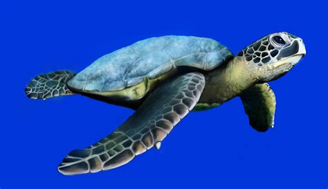 Sea Turtle Wallpapers Images Photos Pictures Backgrounds