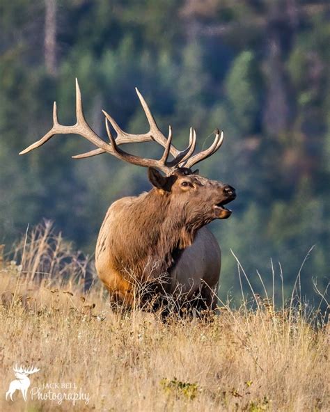 Bull Elk | Animals wild, Bull elk, Animals