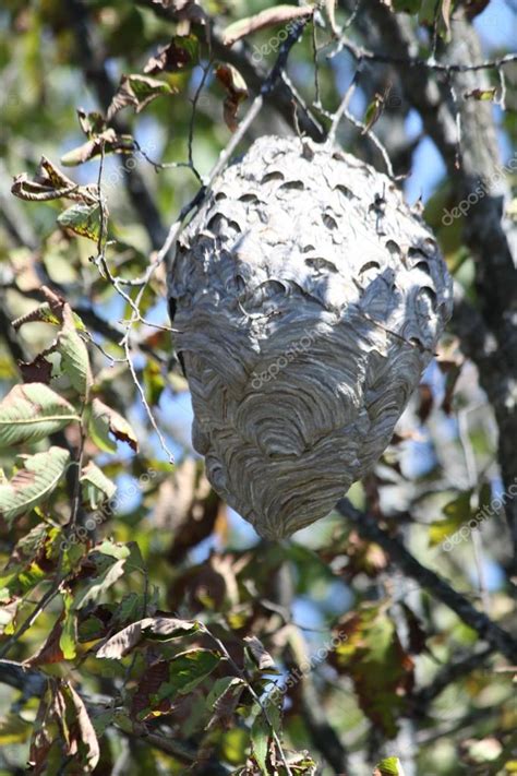 Picture: hornets nest in tree | Hornets Nest in Tree — Stock Photo ...