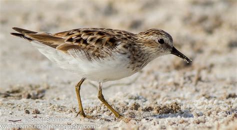 Least Sandpiper | Focusing on Wildlife