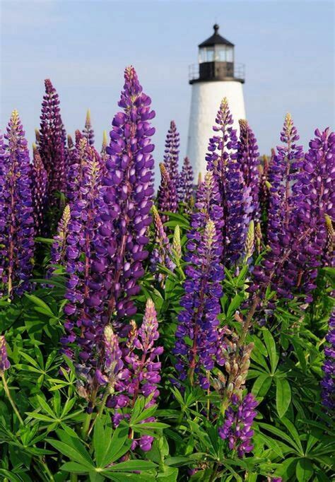 Lighthouse with flowers | Beautiful lighthouse, Lighthouse pictures ...