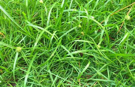 Weeds In Grass Identification