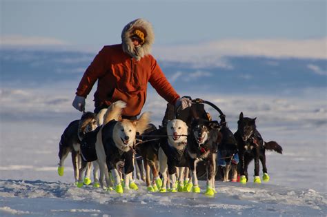 Iditapod: A new Iditarod champion? - Alaska Public Media