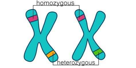 Heterozygous | Definition & Examples