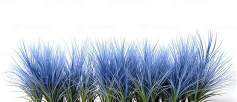 Blue fescue grass border isolated on white background ai generated ...