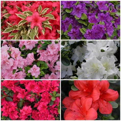 Dwarf Azaleas Shrubs