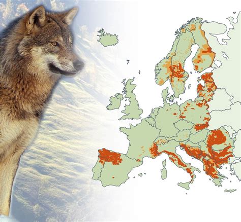 [OS] Wolves in Europe [1487×1377] : MapPorn