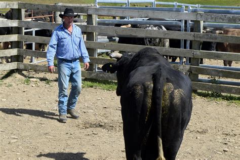 Bucking rodeo bulls raring to go in Outram | Otago Daily Times Online News