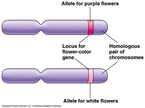 3.2 – Chromosomes – The Biology Classroom