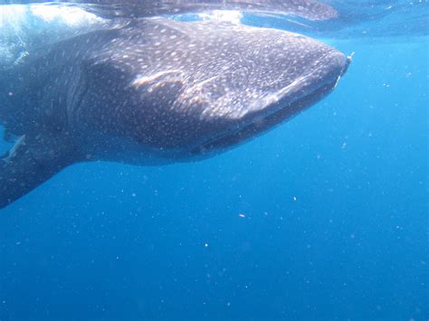 Isla Mujeres Whale Shark Tours - Carey Dive Center - Swim & Snorkel Trip