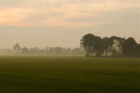 Landscape of rice farm stock image. Image of plantation - 29935031