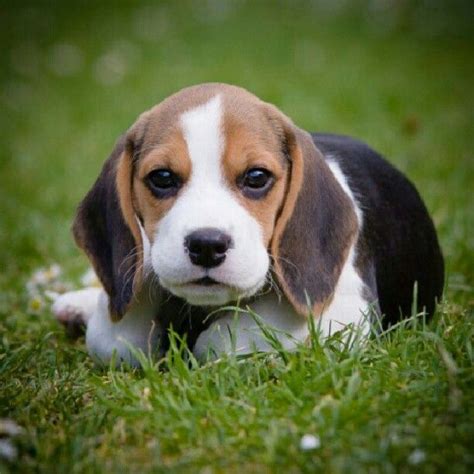 Beagle puppy | Beagle puppy, Cute beagles, Dog breeds