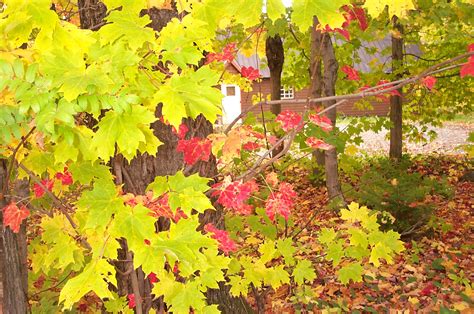 Songs of Praise: Fall foliage in Quebec Canada