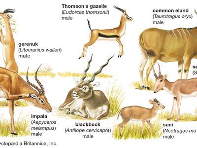 Big horns native animal s - lenaoil