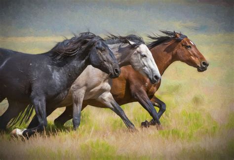 Three Mares on the Run | Wild horses running, Wild horses photography, Horse photography