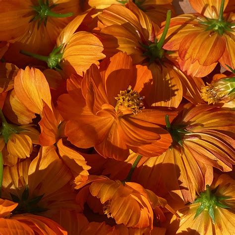 Cosmos sulphureus Seeds | Putnam Hill Nursery