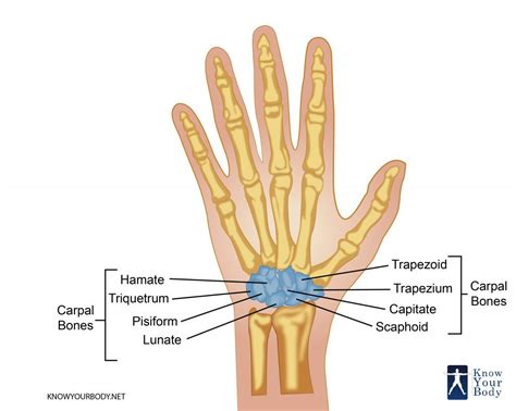 Carpal Bones (Wrist Bones) - Anatomy, Structure and FAQs