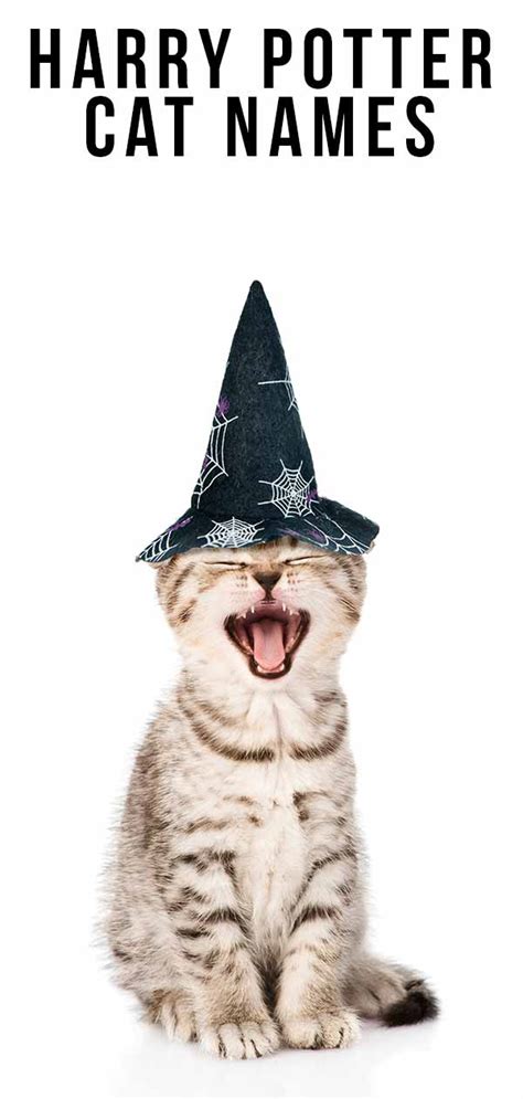 Harry Potter Cat Names - 200 Magical Names From the Potterverse