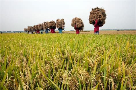 Weavers & Farmers - Tours & Trips Bangladesh