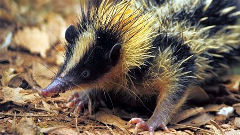 Lowland Streaked Tenrec (Madagascar Hedgehog Shrew) - YouTube