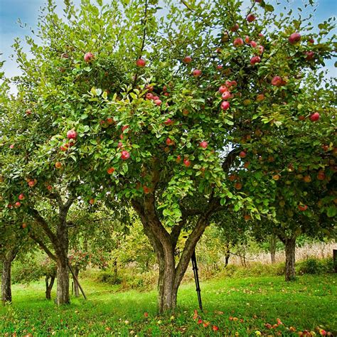 Apple Tree Planting Guide