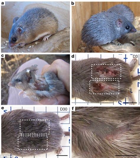 African mouse that sheds and regrows its skin may hold key to regenerating scar-free tissue in ...