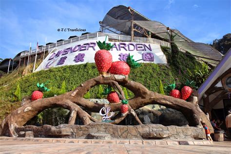 J C Travelicious: Lavender Garden @ Cameron Highlands, Pahang