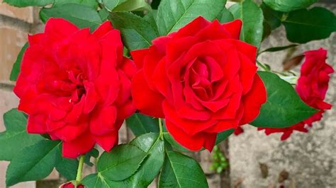 10 Best Long Stem Red Roses - SONG OF ROSES