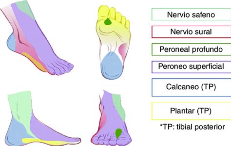 nervación sensitiva del tobillo y del pie. Fuente: autores. | Download Scientific Diagram