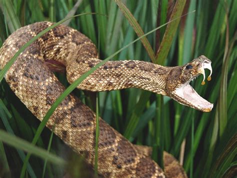 What Are Rattlesnake Bites?