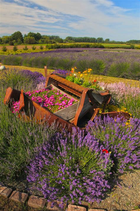 Sequim_Lavender_Festival_2 - Andy Porter Images