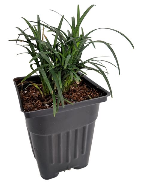 Ophiopogon Jaburan Variegated | Giant Lily Turf | بلیک گراس - eTree.pk