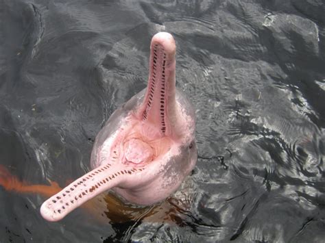 Amazon River Dolphin Facts, Pictures & Information For Kids & Adults