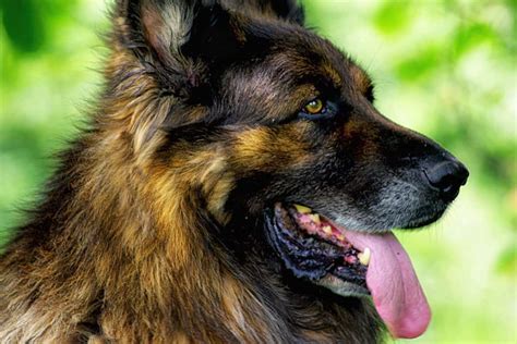 The King Shepherd - A Complete Information Guide | Your Dog Advisor