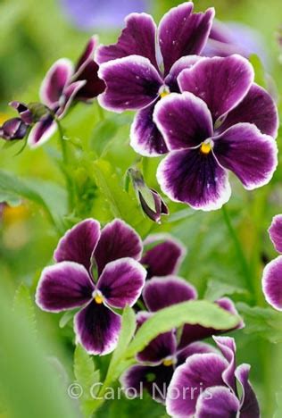 Purple Pansies | Carol Norris photography